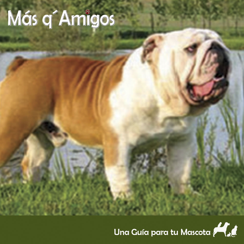 son los bulldogs americanos perros inteligentes